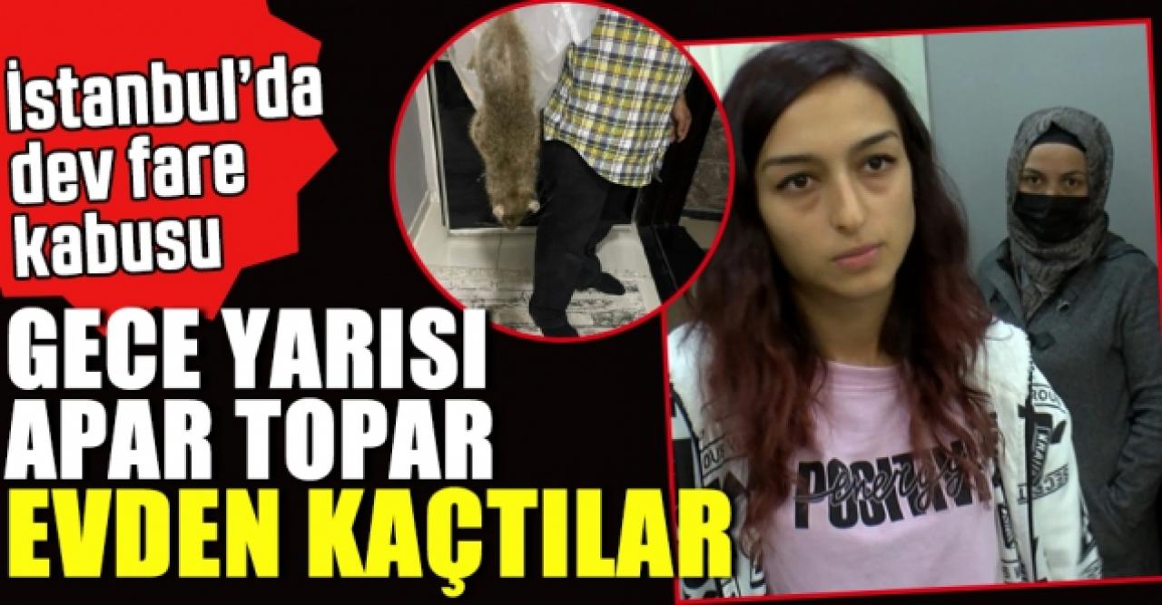 İstanbul'da fare kabusu! Gonca Çilesiz ve ailesi apar topar evi terk etti