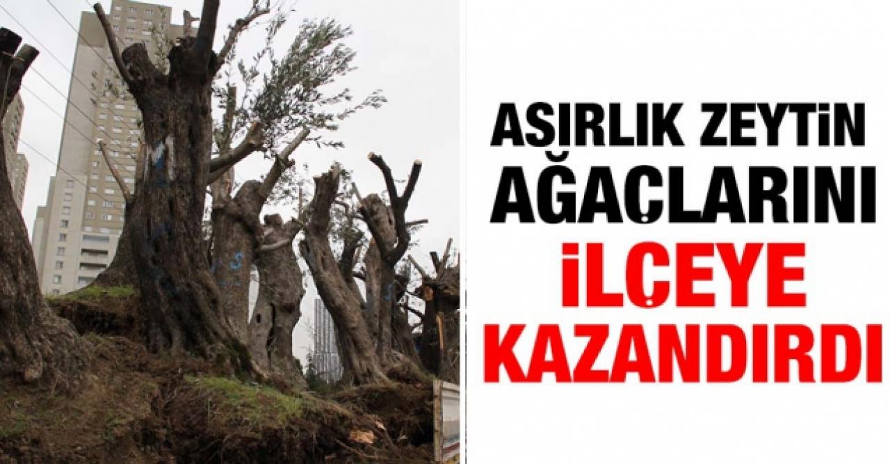 Esenyurt Belediyesi asırlık zeytin ağaçlarını ilçeye kazandırdı