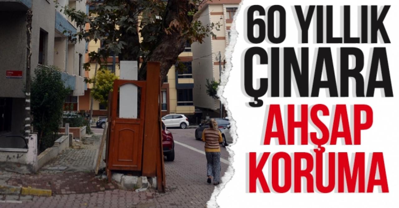 60 yıllık çınara ahşap koruma