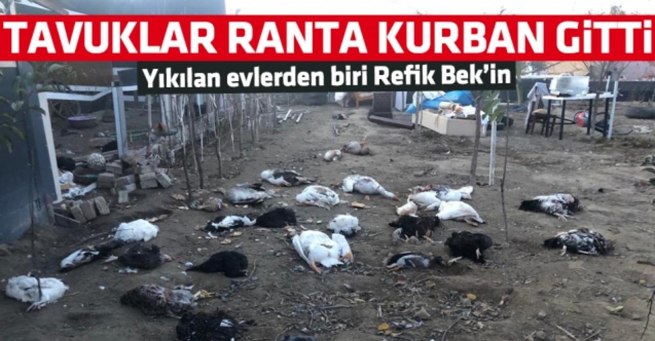 Tavuklar ranta kurban gitti!