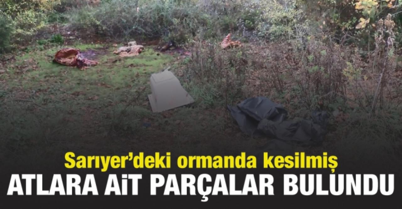 Sarıyer'deki ormanda kesilmiş atlara ait parçalar bulundu