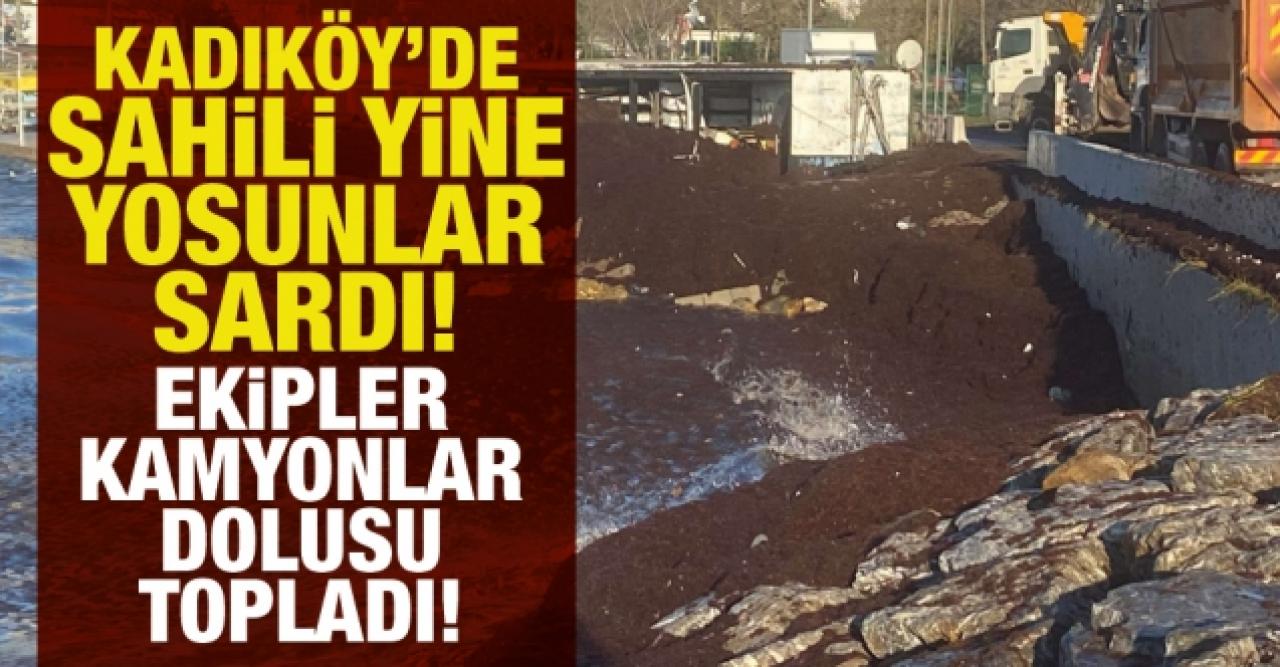 Kadıköy'de sahili yine kırmızı yosun sardı