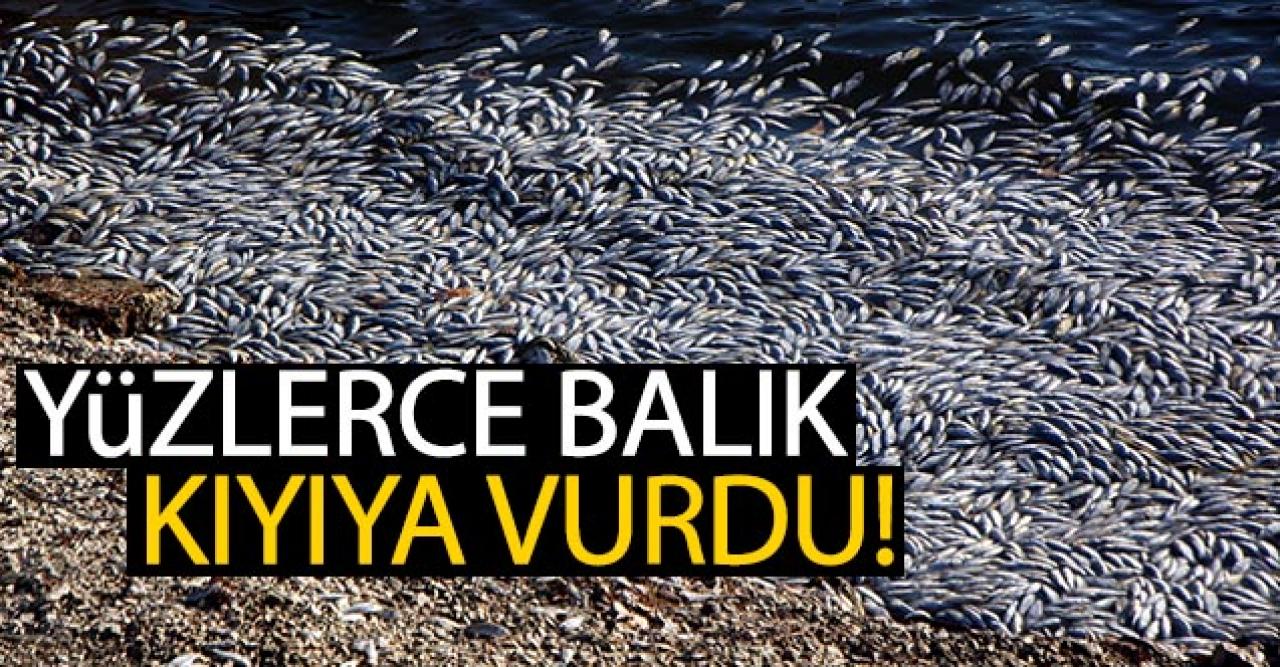 Sünnet Gölü Tabiat Parkı'nda yüzlerce balık kıyıya vurdu