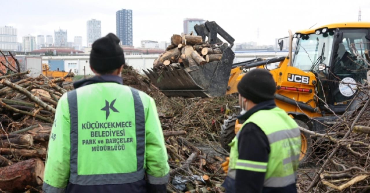 Küçükçekmece'de budanan ağaçlar evlere yakacak oluyor