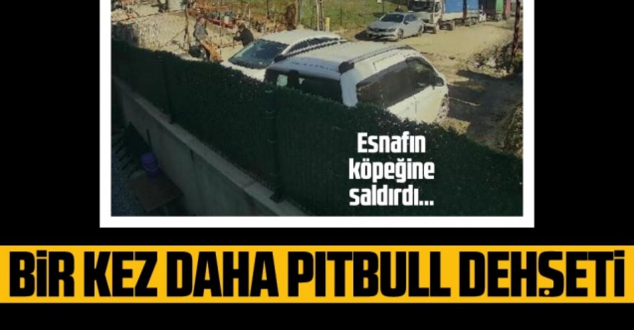 Sultangazi'de pitbull dehşeti!