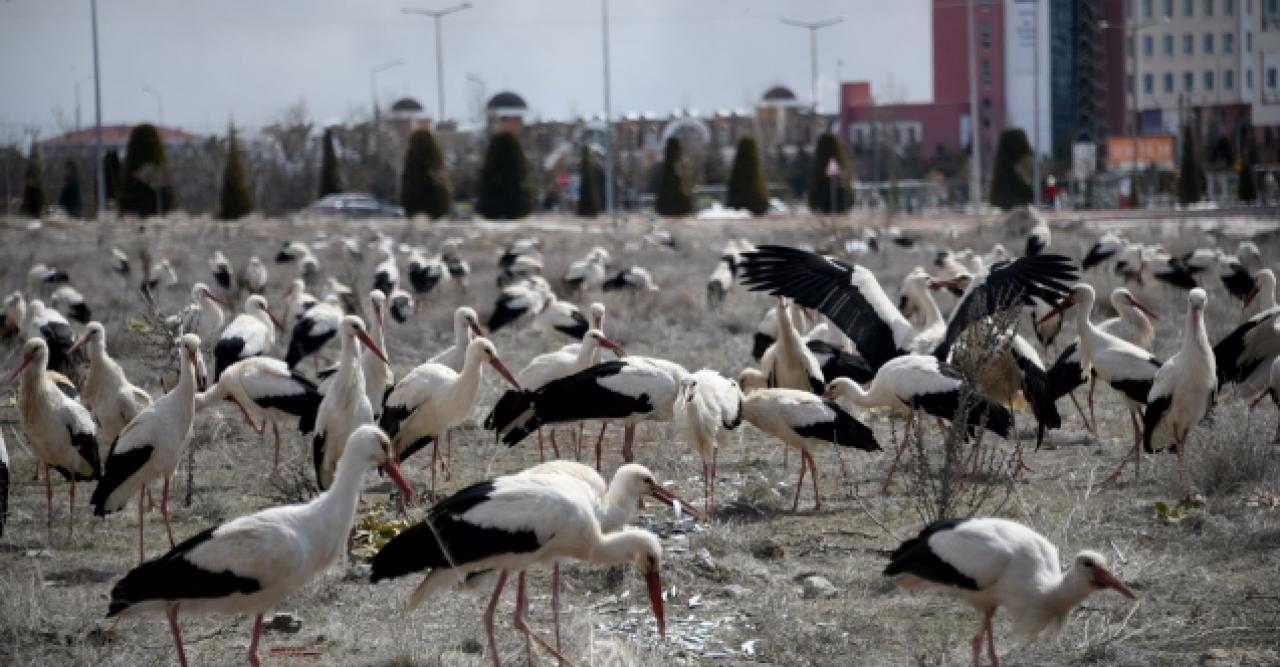 Kar yağışı göç eden leylekleri de durdurdu