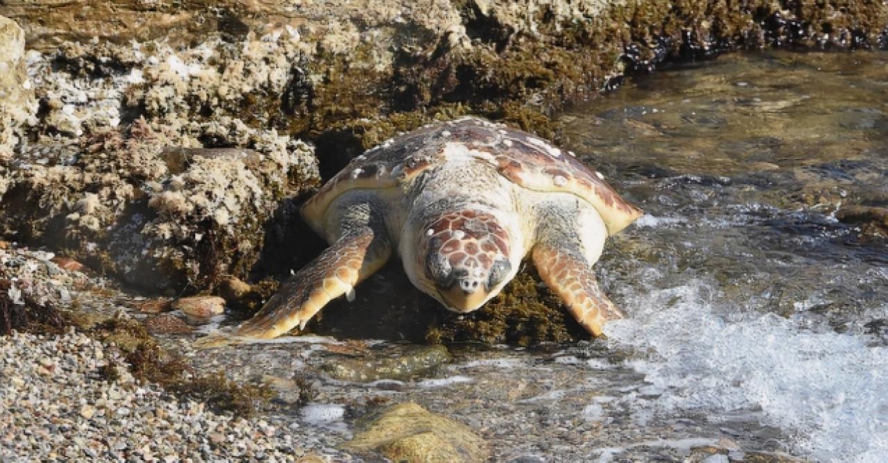 Bodrum sahilinde ölü careta caretta bulundu