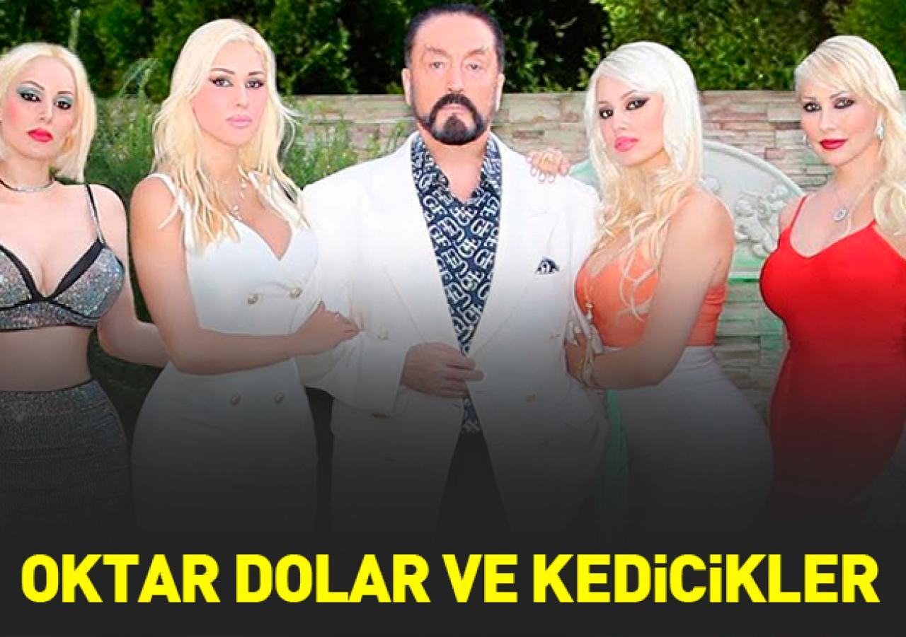 Oktar dolar ve kedicikler