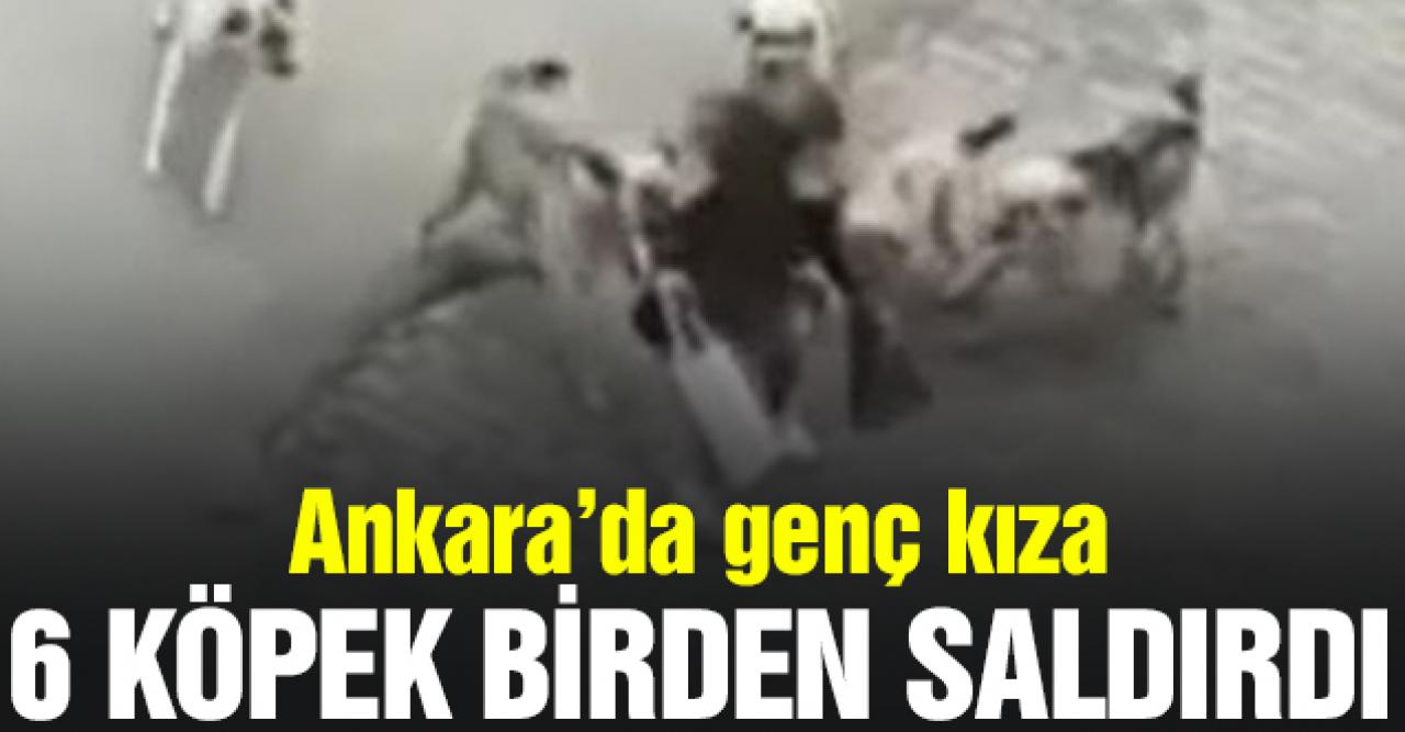 Ankara'da genç kıza 6 köpek birden saldırdı