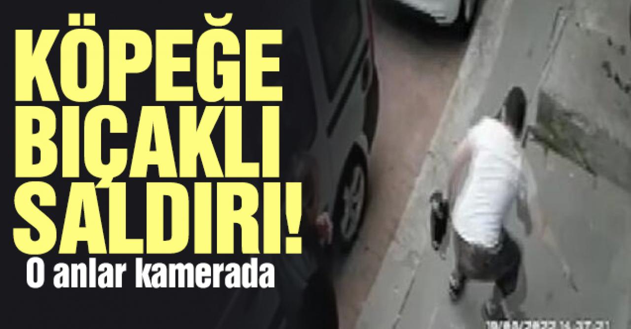 Bayrampaşa'da köpeğe bıçaklı saldırı