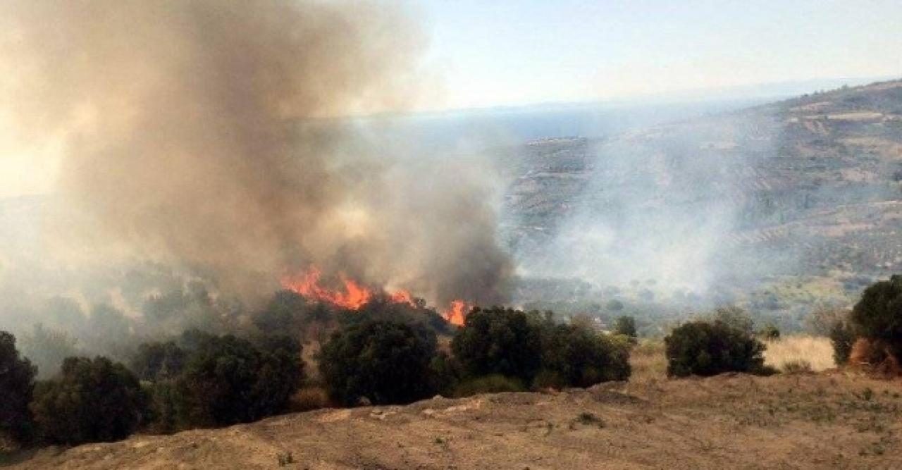 Tekirdağ'da 50 dönüm zeytinlik küle döndü