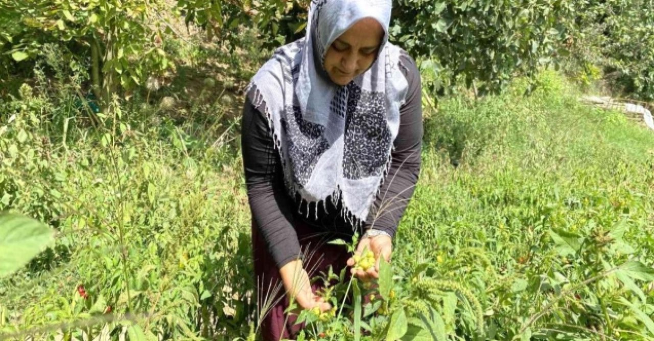 Ektiği sebzeler gelir kapısı oldu