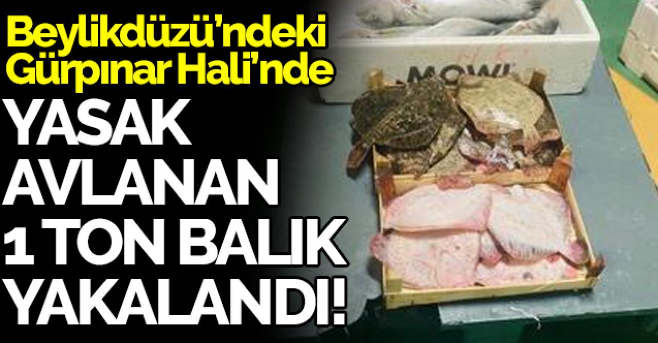 Beylikdüzü'ndeki Gürpınar Hali'nde 1 ton yasak avlanan balık yakalandı