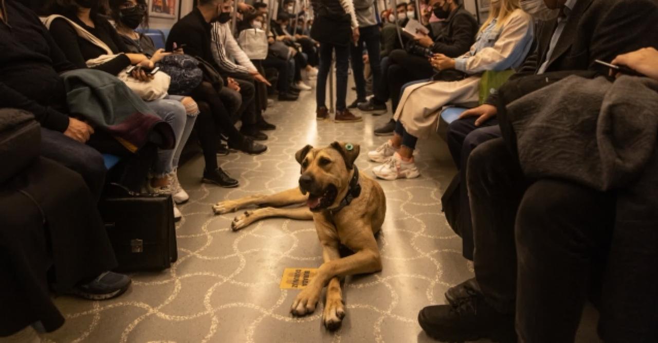 Hayvanlar için yeni düzenleme!