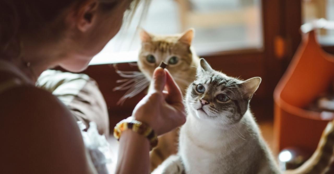 Çalışanların çoğu kedi besliyor