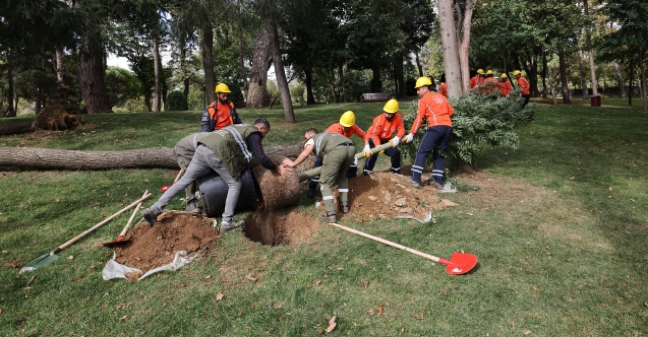 Ağaçlar yenileniyor