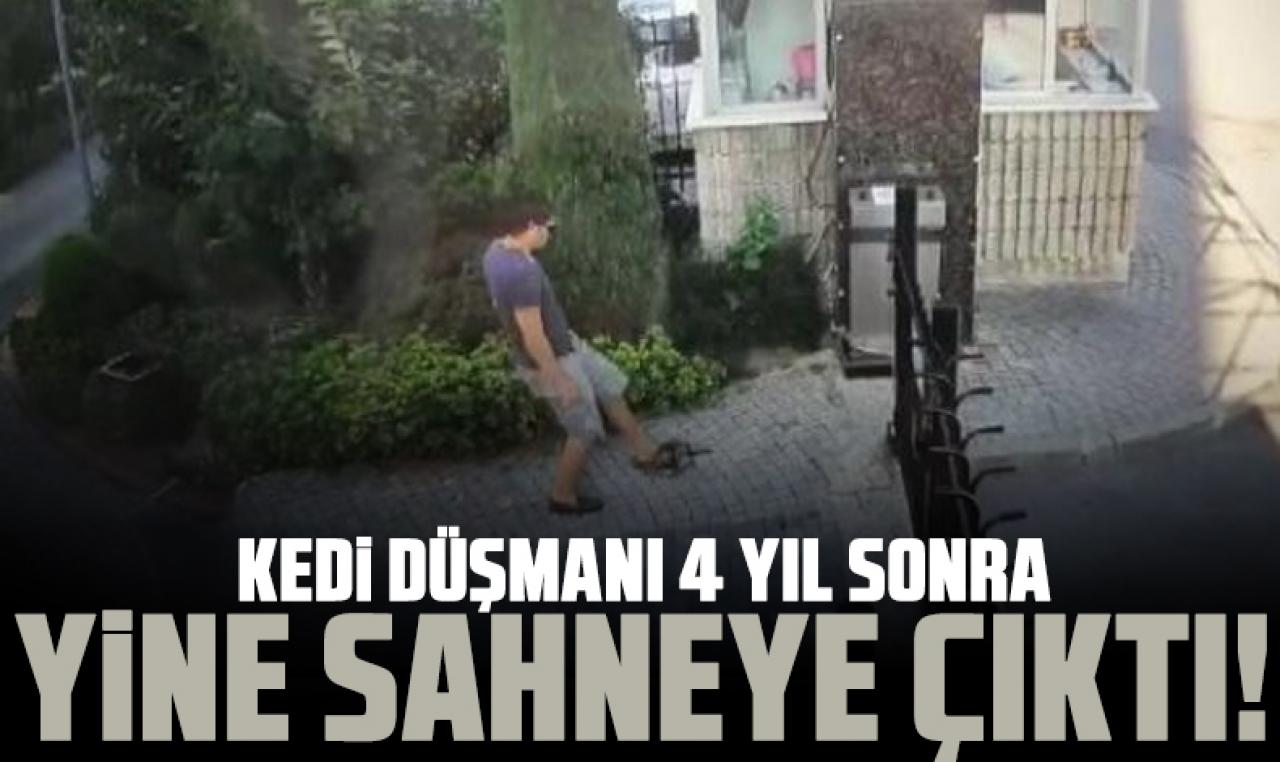 Küçükçekmece'deki kedi düşmanı 4 yıl sonra yine sahneye çıktı!