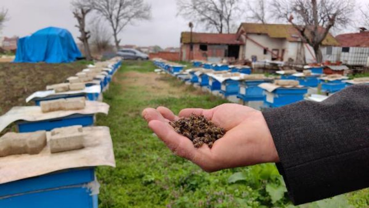 Bursa'da toplu arı ölümleri