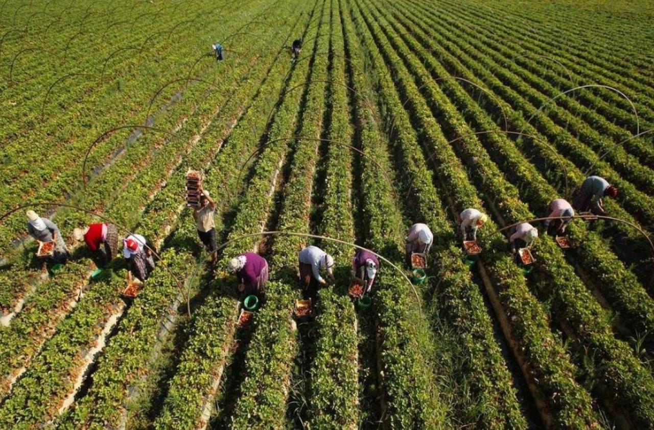 Çiftçilere tarımsal destekleme ödemesi bugün