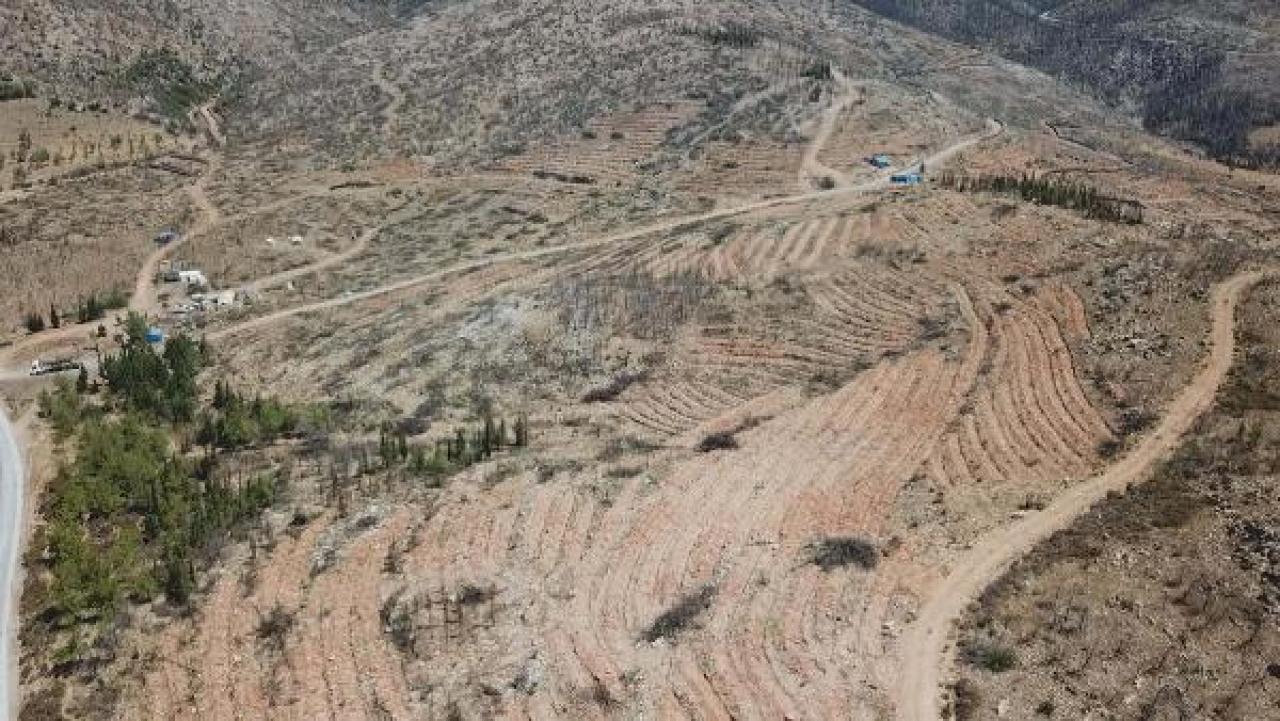 Bodrum eski günlerine dönüyor! Yanan ormanlar yeniden yeşerdi