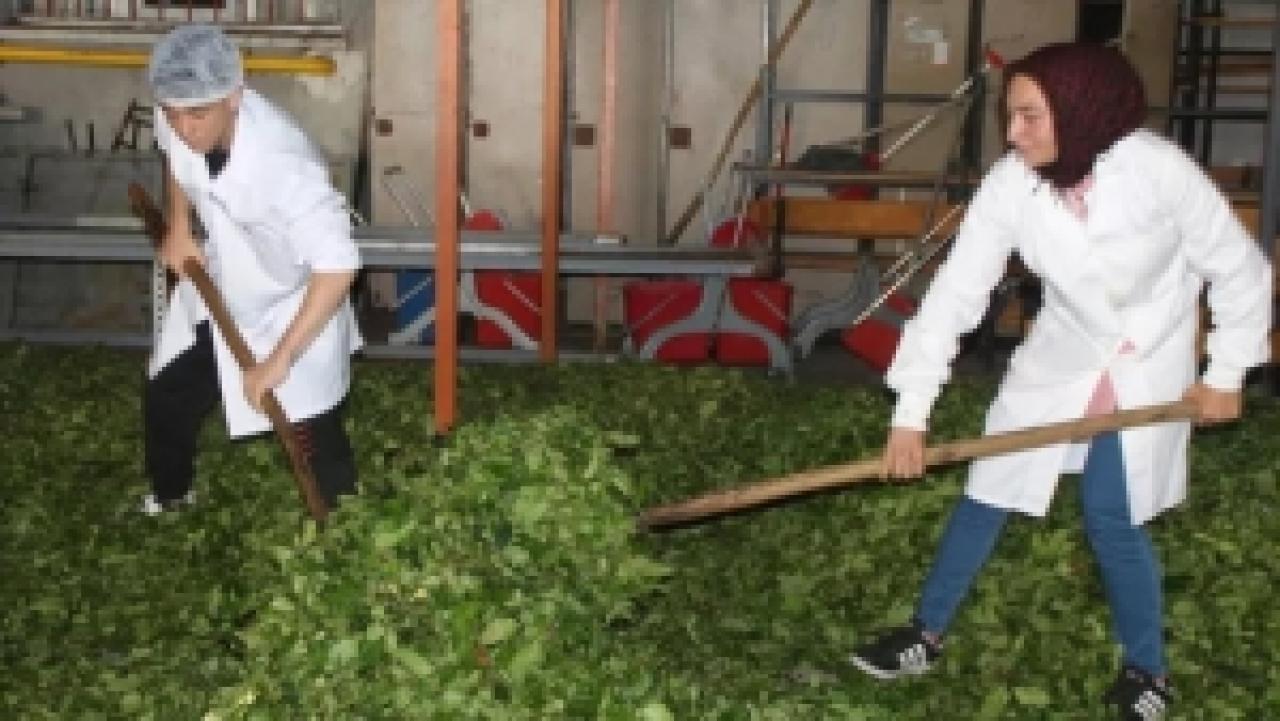 Meslek Liseliler Yılda 24 Ton Çay Üretiyor