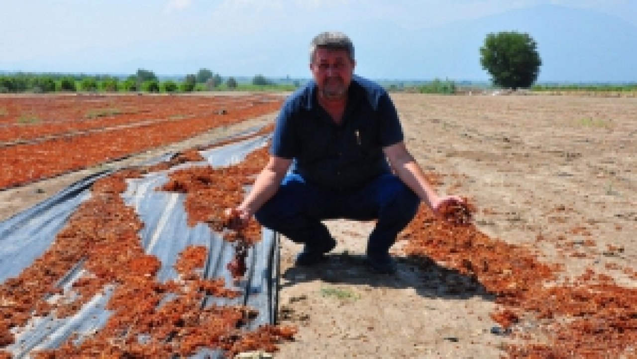 Manisa'da Sağanak Üzüm Bağlarını Vurdu