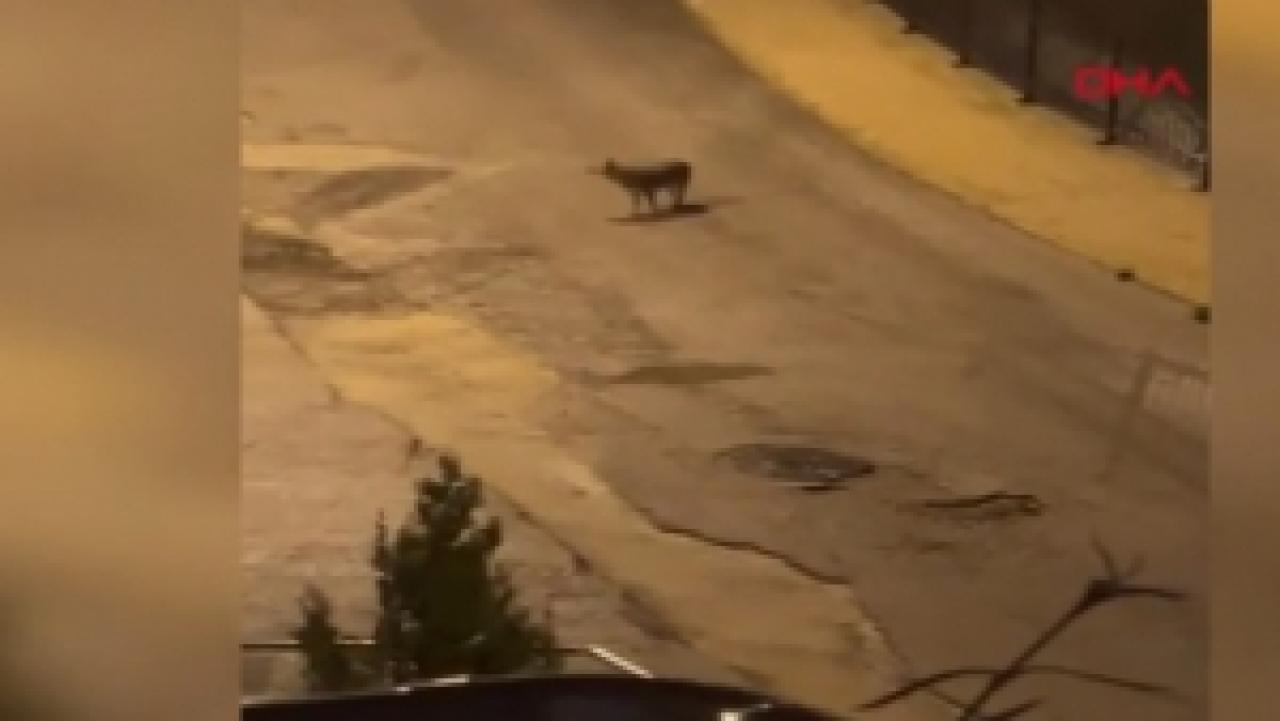 Amasya’da çakallar kente indi