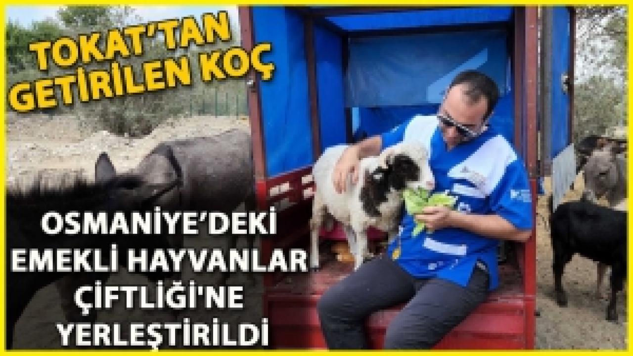 Tokat’tan Getirilen Koç, Osmaniye’deki Emekli Hayvanlar Çiftliği'ne Yerleştirildi