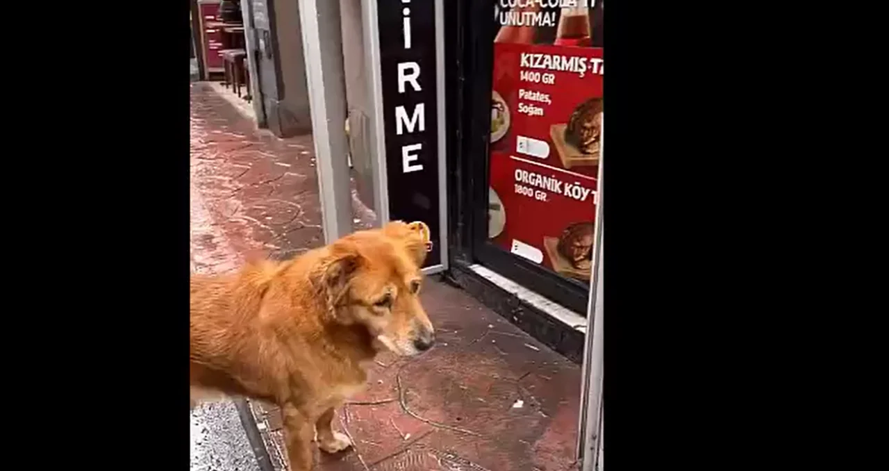 Tavukçunun önünde yemekleri seyreden köpeğe öyle bir sürpriz yaptı ki…