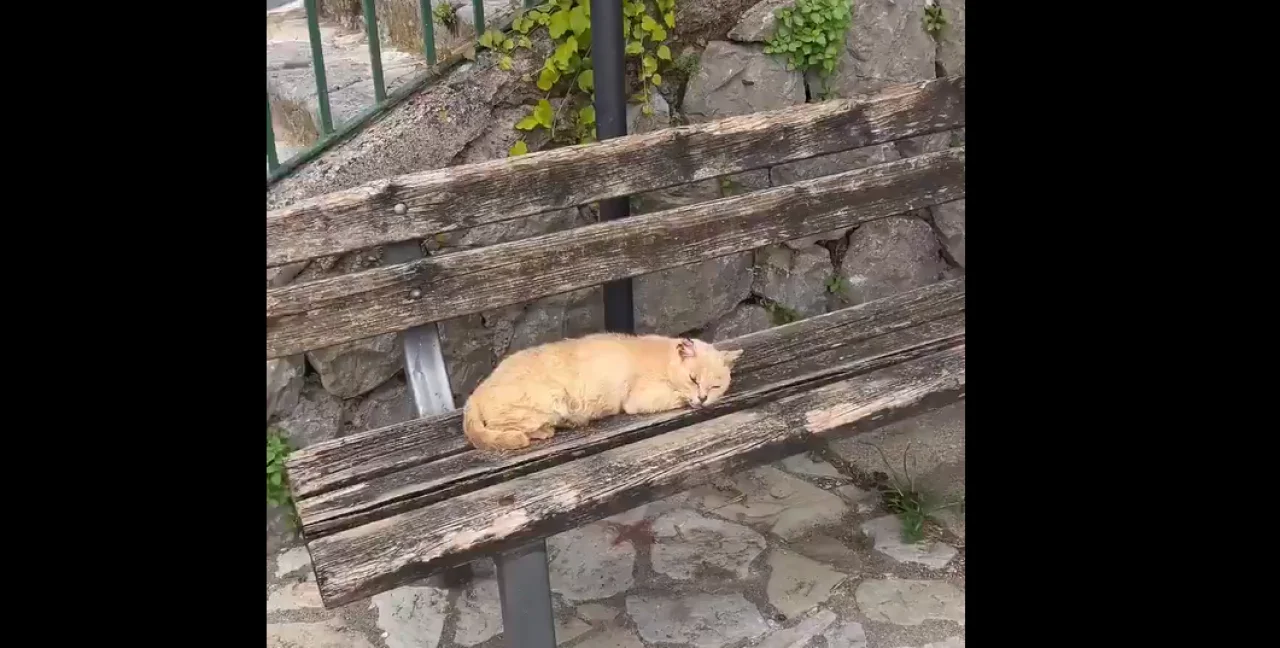 Yolda buldukları yaralı kediyi iyileştirip dost edindiler...