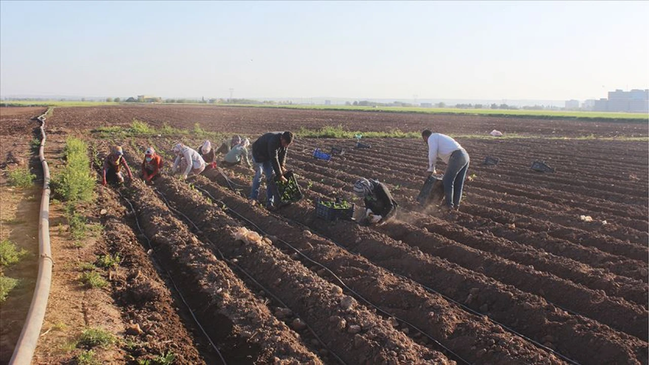 Çiftçi Kayıt Sistemi 2025 Başvuruları Son Gün Ne Zaman? Tarımsal Desteklerden Faydalanmak İçin Kayıt Şart!