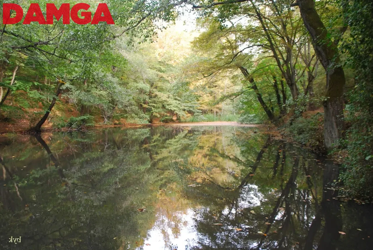 Sonunda Bu da oldu! Belgrad Ormanı İmara Açılıyor: Otel ve Konaklama Tesisi Yapılabilecek