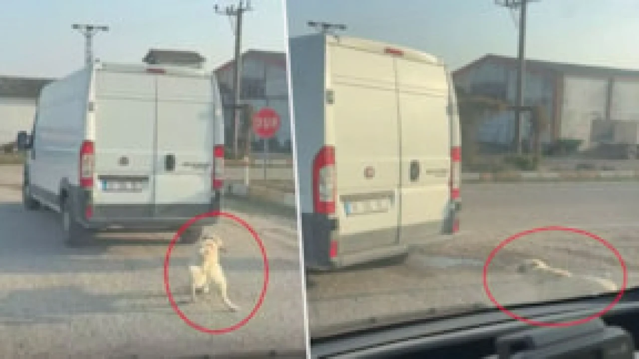 Balıkesir'de pes dedirten olay: Köpeği minibüsün arkasına bağladılar!