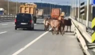 Başıboş atlar yola çıktı, kaza kaçınılmaz oldu