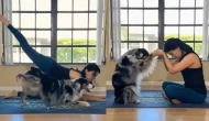 Sahibiyle yoga yapan köpek, yetenekleriyle herkesi kendine hayran bıraktı