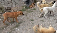 Tunceli'de 7 Köpeğin Saldırısına Uğrayan Kadın Ağır Yaralanarak Hastaneye Kaldırıldı