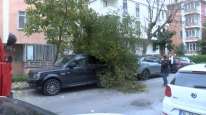 Bakırköy'de lodos nedeniyle ağaç devrildi, 2 araç hasar gördü