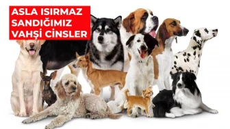 En saldırgan köpekler belli oldu