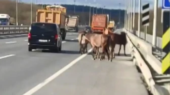 Başıboş atlar yola çıktı, kaza kaçınılmaz oldu