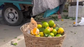 Sevimli tavşanın mandalina keyfi! Mikrofon koyarak o anları kaydettiler!