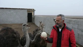 Kars'ta Bir Vatandaş Deve Kuşu Yetiştiriciliği Yapmaya Başladı!