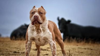 Pitbullu kavgada ölüme 10 yıl 10 ay hapis cezası