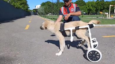 Jandarma, felçli köpeğe yürüteç yaptı