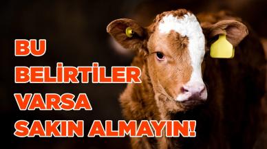 Hasta kurbanlık nasıl anlaşılır? Bu belirtiler varsa sakın almayın!