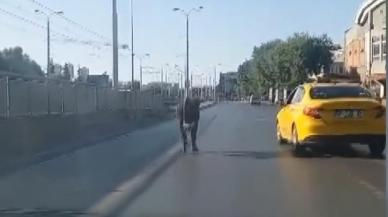 Sahibinin elinden kaçan boğa trafiği birbirine kattı