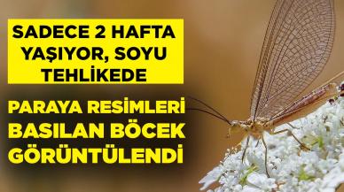 Sadece 2 hafta yaşıyor! Nesli tehlike altında olan böcek o ilde görüntülendi