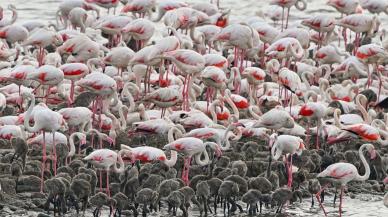 Toplu flamingo ölümlerinin sebebi ortaya çıktı