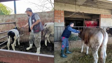 Şap hastalığı alarma geçirdi: İki ilçede 21 mahalle karantinaya alındı