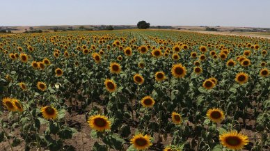 Çok sayıda görülmeye başlandı: Tarla sahipleri ihbar etti