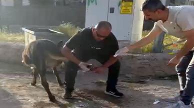 Başhekim, sokakta gördüğü yaralı eşeğe pansuman yaptı